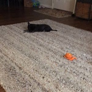 Meet your Posher, Holly